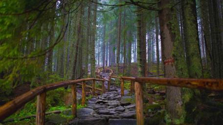 Enchanting Forest Path at Twilight wallpaper