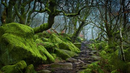 Enchanted Mossy Forest Trail wallpaper