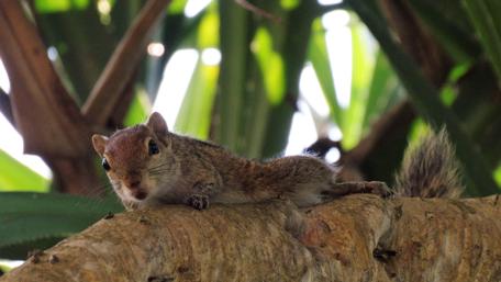 Charming Squirrel Relaxing on Tree Branch wallpaper