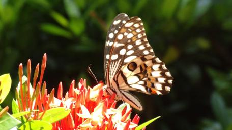 Butterfly Grace Amidst Vibrant Blooms wallpaper