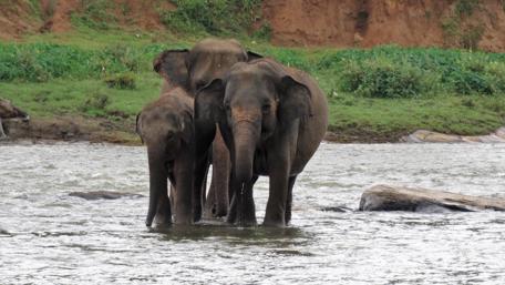 Majestic Elephants in Sri Lanka's River Scene wallpaper