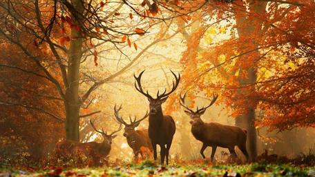 Autumn Stags in the Enchanted Forest wallpaper