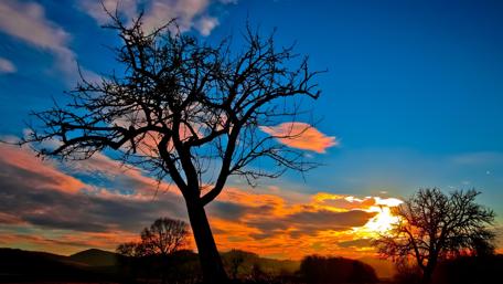 Bald tree at sunset wallpaper