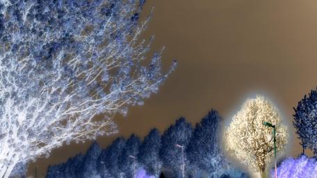 Dreamy Nighttime Forest Scene in 4K Quality wallpaper