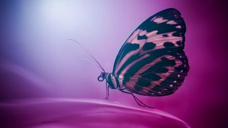Butterfly on Purple Dreamscape wallpaper