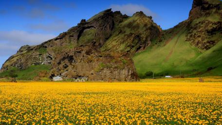 Golden Blossoms Under a Clear Sky wallpaper