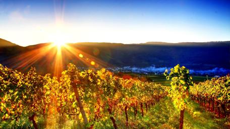 Golden Sunrise Over Lush Vineyard Fields wallpaper