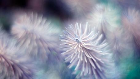 Dreamy Floral Whispers in Soft Hues wallpaper