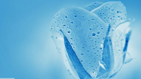 Elegant Blue Tulip with Water Droplets wallpaper