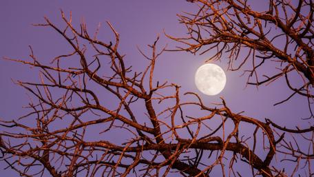 Moonlit Branches in Twilight Sky wallpaper