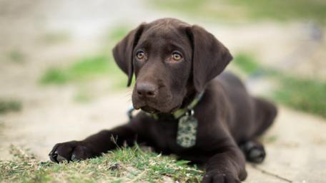 Puppy's Serene Moment in Nature wallpaper
