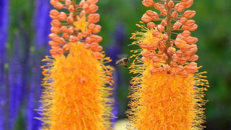 Vibrant Flowers with Busy Bees in Nature's Harmony wallpaper