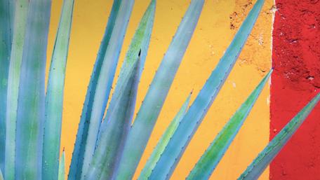 Vibrant Aloe Vera Against Bold Backgrounds wallpaper