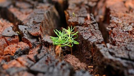 Resilience of Nature's New Growth wallpaper