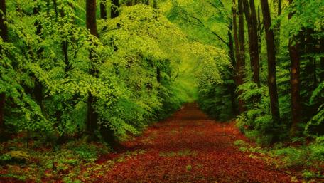 Enchanted Forest Pathway wallpaper
