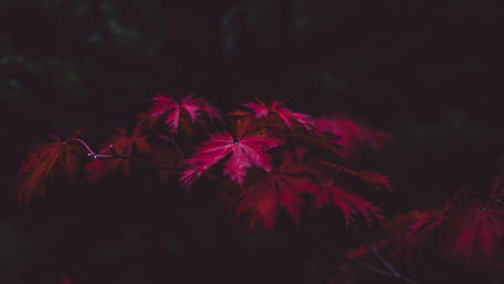 Crimson Leaves in the Dark Forest wallpaper