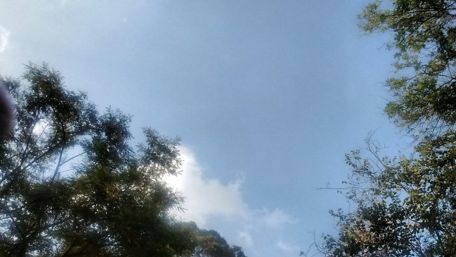 Serene Blue Sky with Lush Greenery wallpaper