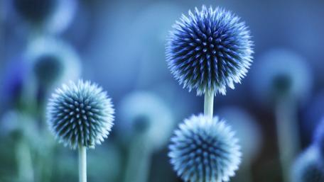 Ethereal Blue Blooms at Twilight wallpaper