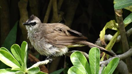 Elegant Bird Perched Among Lush Foliage in Bali wallpaper