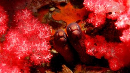 Hidden Treasures of the Coral Depths wallpaper