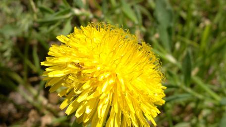 Vibrant Yellow Dandelion Blooming in Nature wallpaper