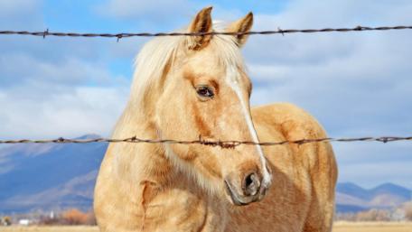 Golden Horse Against a Scenic Background wallpaper