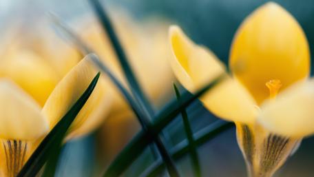 Vibrant Yellow Crocus Blossoms in Springtime Light wallpaper