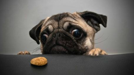 Pug with a Cookie Temptation wallpaper
