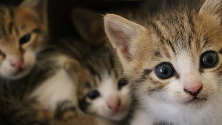 Adorable Curious Kittens Close-Up wallpaper