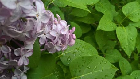 Delicate Lilacs in Spring Rainfall wallpaper