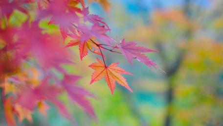 Autumn Serenity in Magenta Hues wallpaper