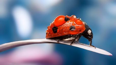 Ladybug Perched on a Dewy Edge wallpaper