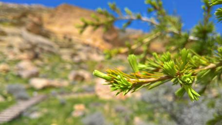 Fresh Green Sprouts Amidst Scenic Landscape wallpaper