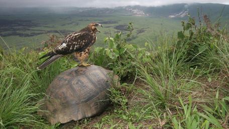 Turtle and Eagle Encounter in Nature's Landscape wallpaper