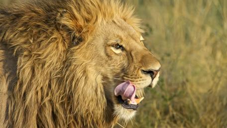 Majestic Lion in the Wild Beauty of Nature wallpaper