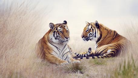 Majestic Tigers in Serene Wilderness wallpaper