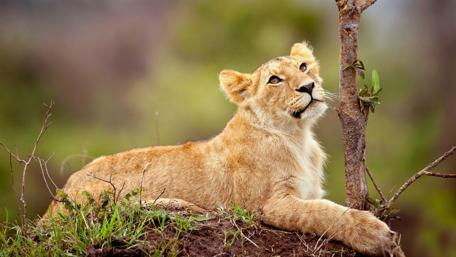 Majestic Lion Cub in Nature Scene wallpaper