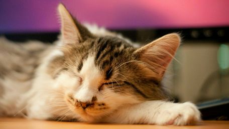 Cozy Kitty Dreams wallpaper