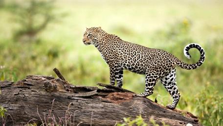 Majestic Jaguar in Its Natural Habitat wallpaper