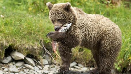 Majestic Bear Fishing for Dinner wallpaper