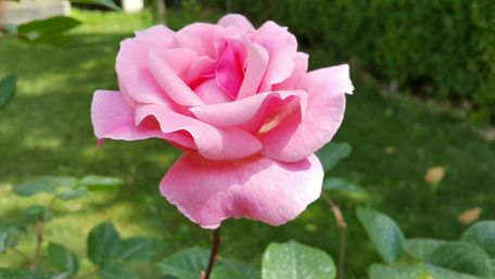 Elegant Pink Rose in Full Bloom wallpaper