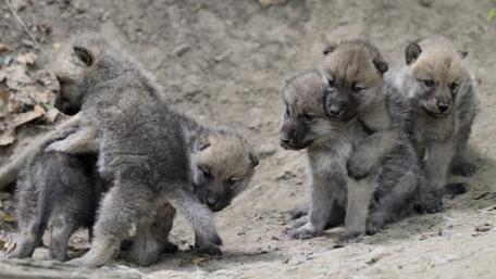 Playful Baby Wolves Gathering in the Wild wallpaper