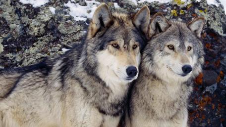 Majestic Wolves in Their Natural Habitat wallpaper