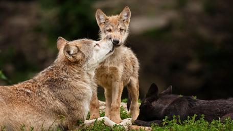 Wolves Bonding in the Wild wallpaper