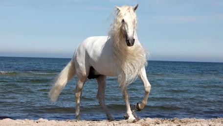 Graceful White Horse on Seashore wallpaper