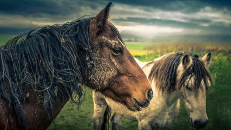 Majestic Horses in a Cloudy Field wallpaper