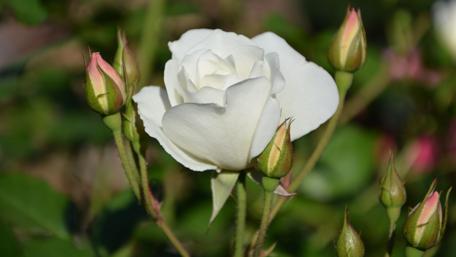 White Rose in Full Bloom wallpaper