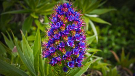 Vibrant Blooming Flowers in Nature's Garden wallpaper