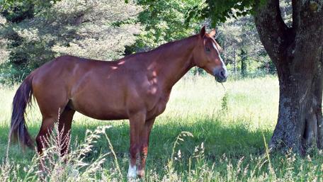 Horse Grazing in Sunlit Meadow wallpaper