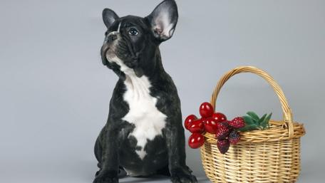 Adorable Puppy with Basket Charm wallpaper